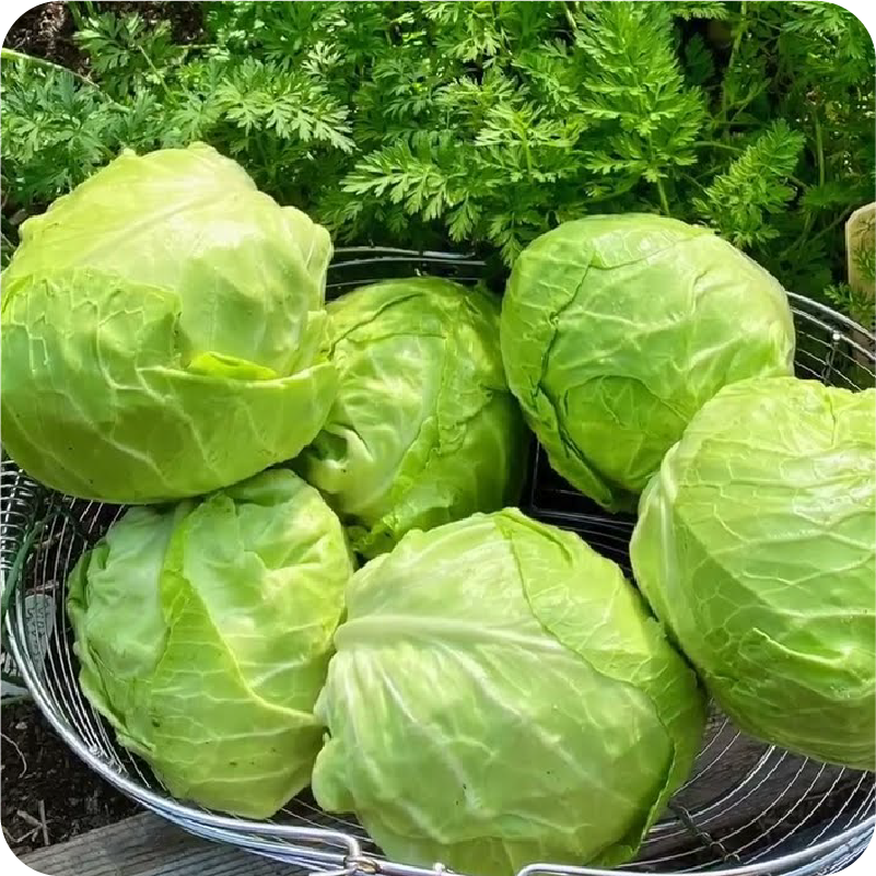 Cabbage