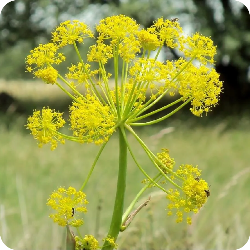 asafoetida